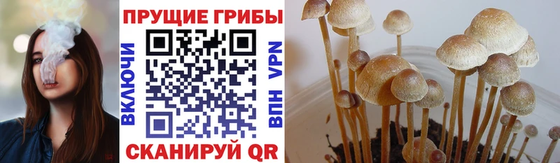 Галлюциногенные грибы Cubensis  Бодайбо 